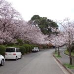 2021年春のお彼岸を迎えました。桜の満開も近い、福岡市南区平尾霊園より